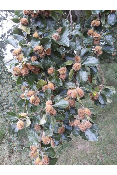 Плоди бука лісового Ред Обеліск